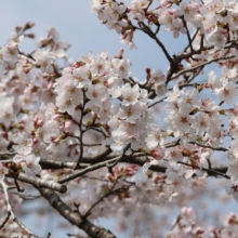 宝登山参道桜並木の画像