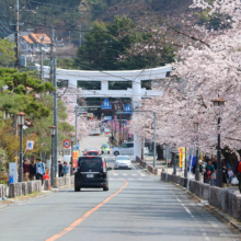 宝登山参道桜並木の画像