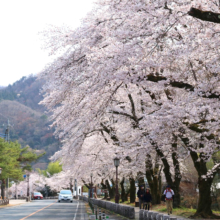 宝登山参道桜並木の画像