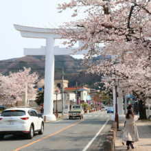 宝登山参道桜並木の画像