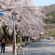 宝登山参道桜並木の画像