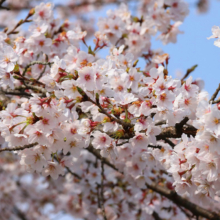 宝登山参道桜並木の画像