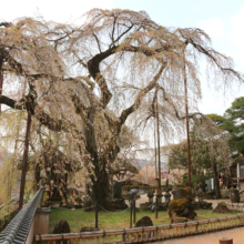 清雲寺のしだれ桜の画像