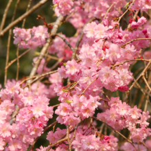 清雲寺のしだれ桜の画像