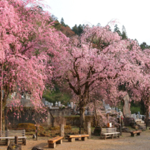 清雲寺のしだれ桜の画像