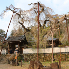 清雲寺のしだれ桜の画像