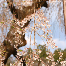 清雲寺のしだれ桜の画像