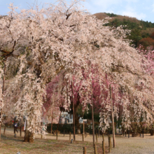 清雲寺のしだれ桜の画像