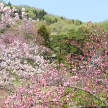 長瀞通り抜けの桜の画像