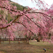 清雲寺のしだれ桜の画像