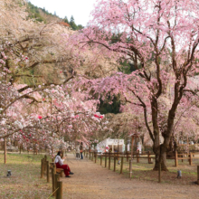 清雲寺のしだれ桜の画像