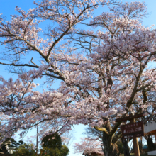 美の山公園桜の画像