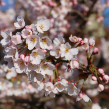 美の山公園桜の画像