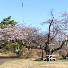 美の山公園桜の画像