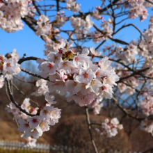 美の山公園桜の画像