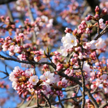 美の山公園桜の画像