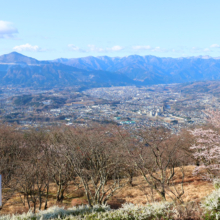 美の山公園桜の画像