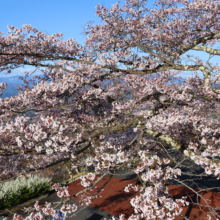 美の山公園桜の画像