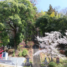 瑞岩寺岩ツツジの画像