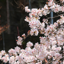 瑞岩寺岩ツツジの画像