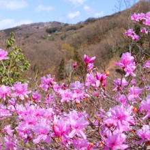 瑞岩寺岩ツツジの画像