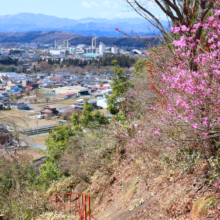 瑞岩寺岩ツツジの画像