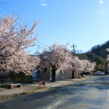 長瀞北桜通りの画像