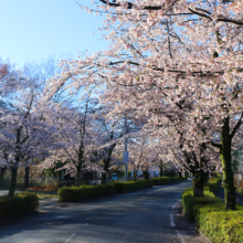 長瀞北桜通りの画像