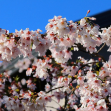 長瀞北桜通りの画像