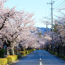 長瀞北桜通りの画像