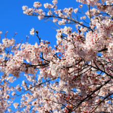 長瀞北桜通りの画像