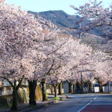 長瀞北桜通りの画像