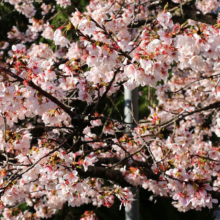 長瀞北桜通りの画像