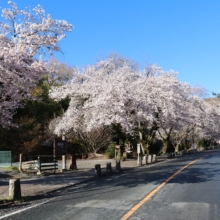 宝登山参道桜並木の画像