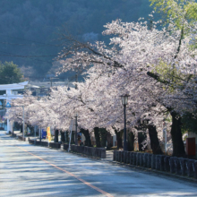 宝登山参道桜並木の画像