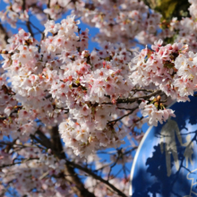 宝登山参道桜並木の画像