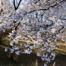 野土山の桜