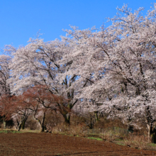 野土山の桜