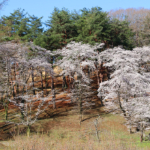野土山の桜