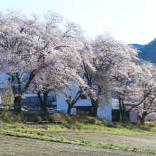 野土山の桜