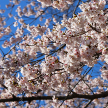 野土山の桜