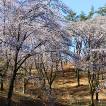 野土山の桜