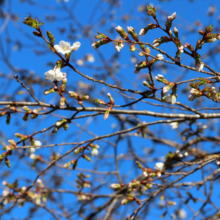 長瀞通り抜けの桜の画像