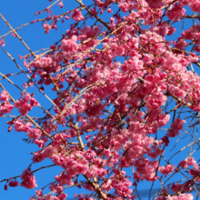 長瀞通り抜けの桜の画像