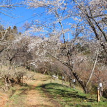 長瀞通り抜けの桜の画像