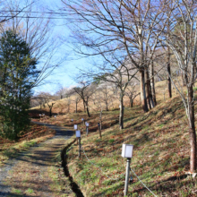 長瀞通り抜けの桜の画像