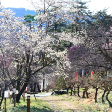 長瀞通り抜けの桜の画像