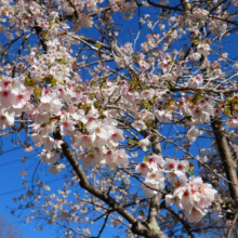 長瀞通り抜けの桜の画像