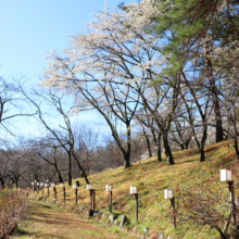 長瀞通り抜けの桜の画像