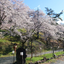 長瀞通り抜けの桜の画像